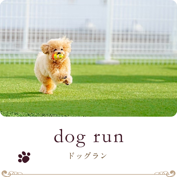 ドッグラン
